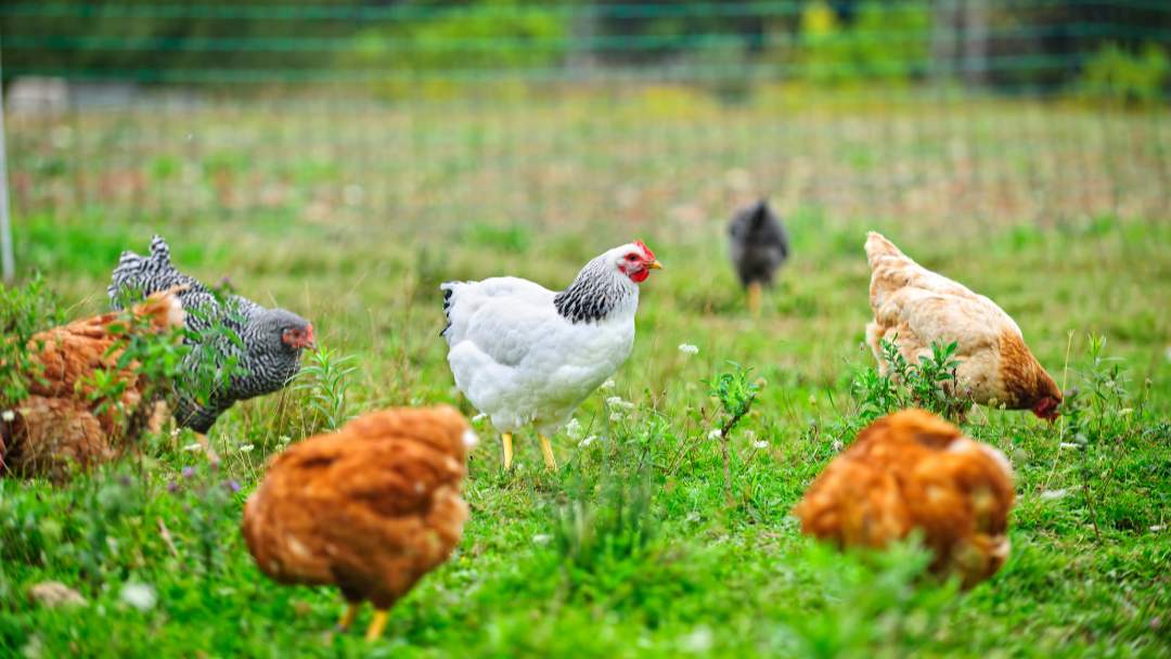 Various chicken breeds in a fenced pasture with green grass