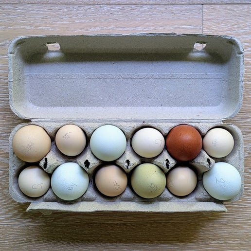 Mixed Size Colour Eggs (12)
